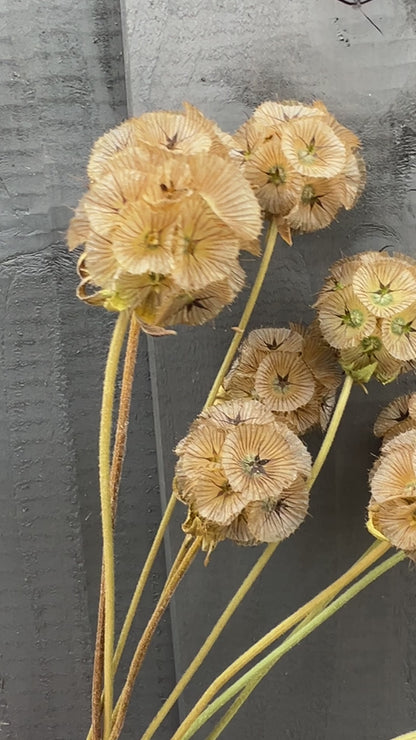 Scabious Stellata Seed Heads Dried