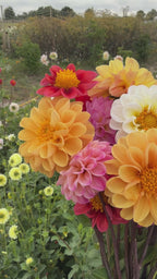 Dahlia Pompone Double Mixed