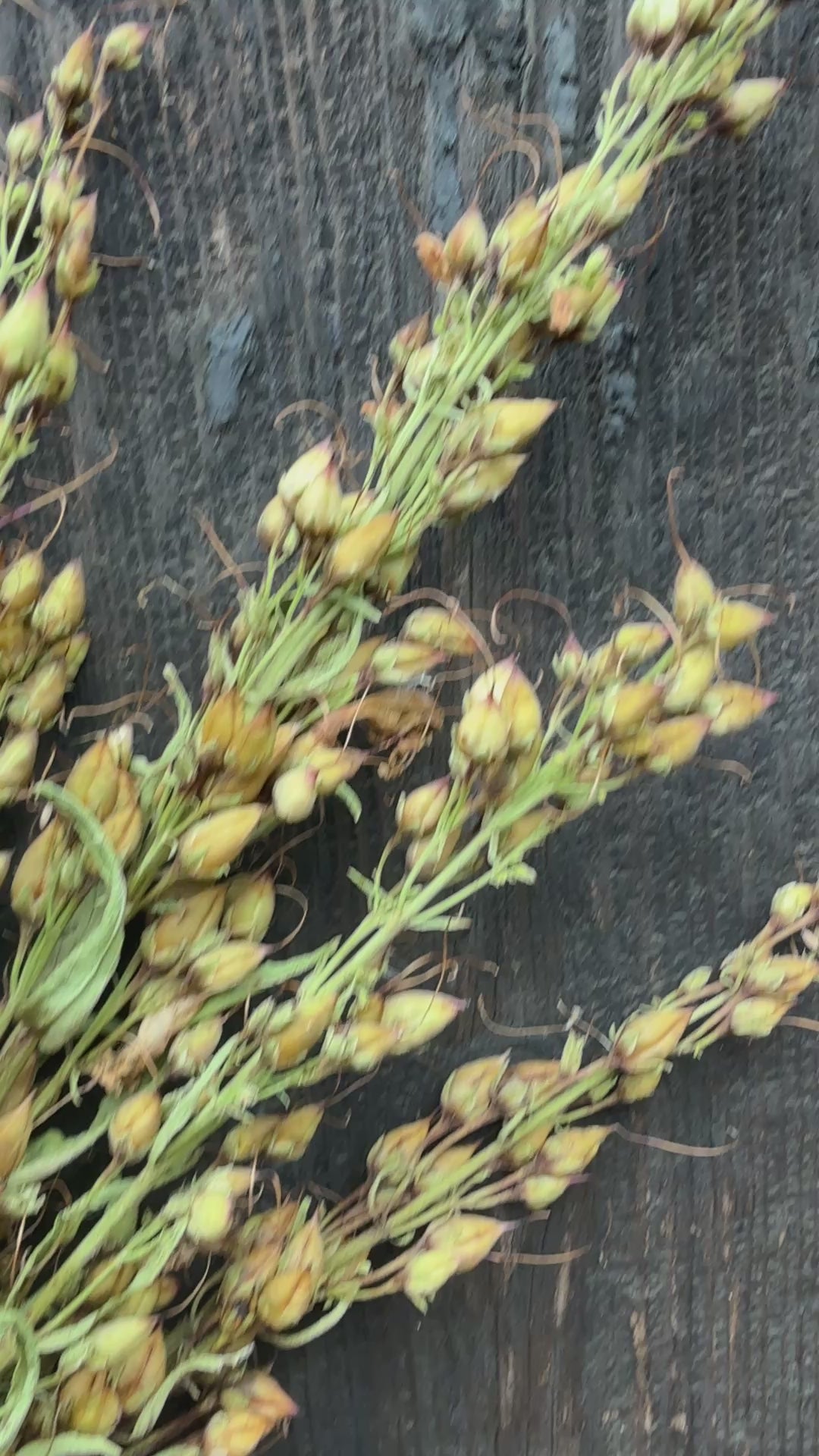 Penstemon Dried