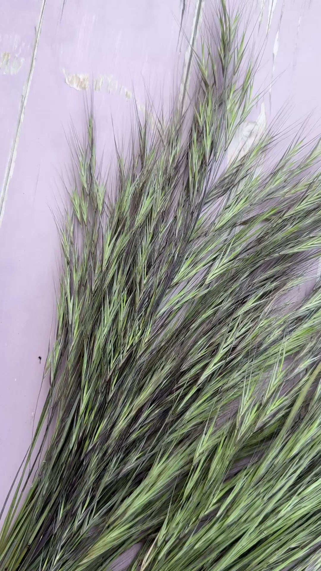 Hordeum (Barley) Grass Dried