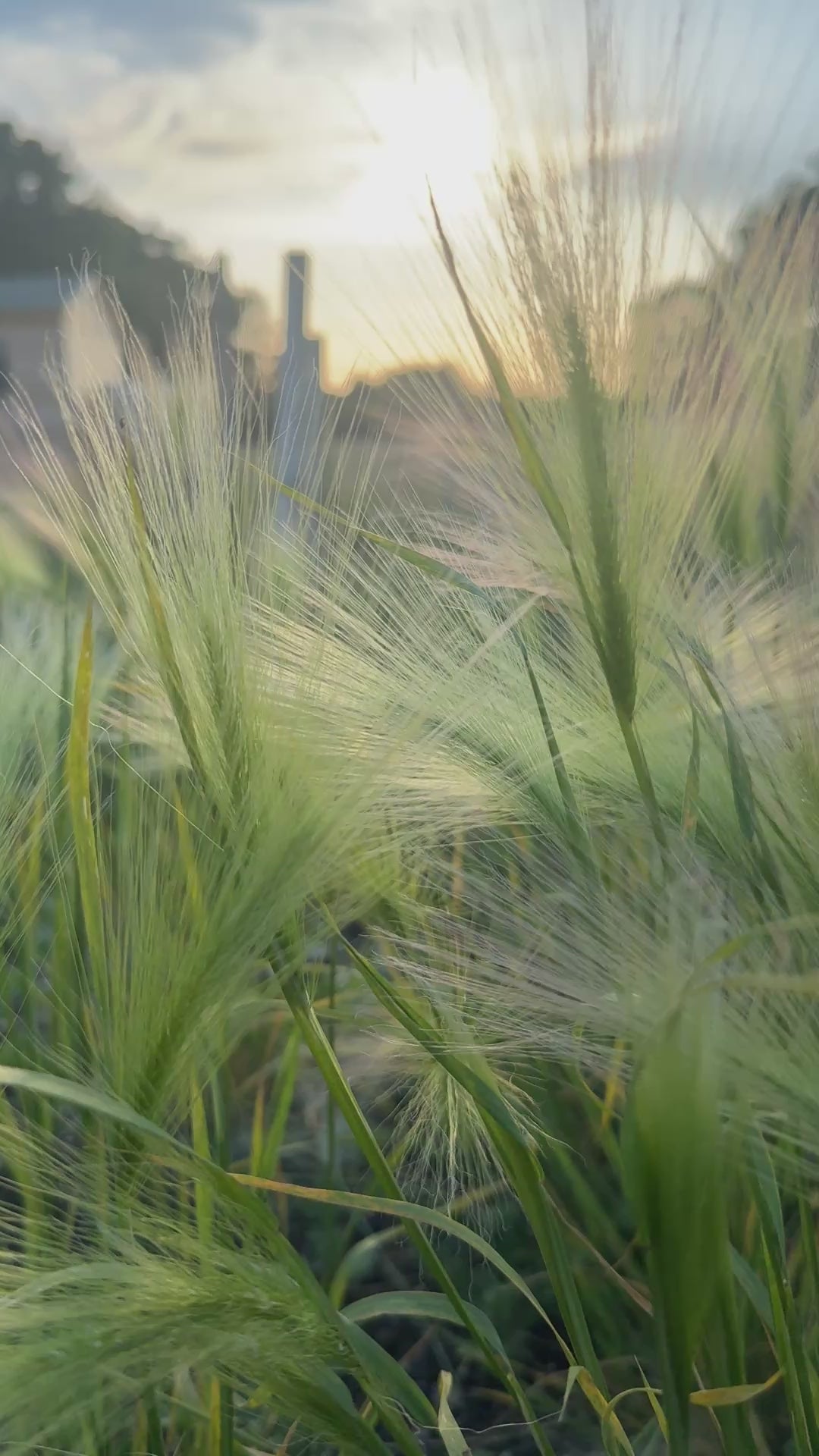 Foxtail Barley (Hordeum Jubatum)