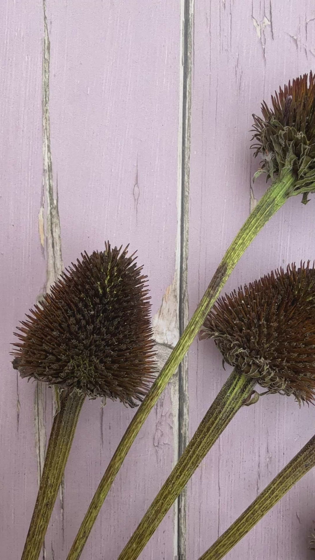 Echinacea Cones Dried | Coneflower Seed Heads Norfolk