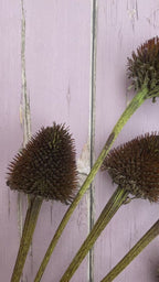 Echinacea Cones Dried | Coneflower Seed Heads Norfolk
