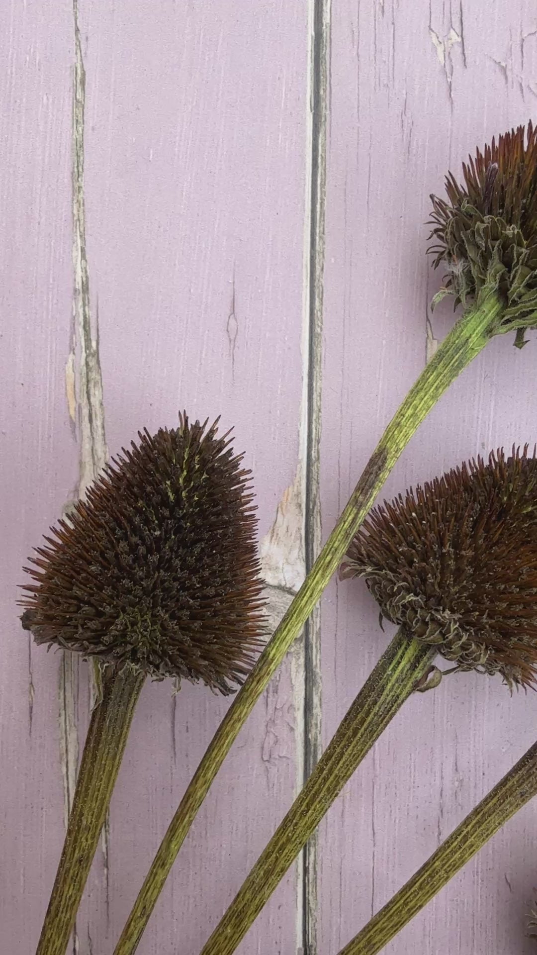 Echinacea Cones Dried