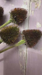 Echinacea Cones Dried | Coneflower Seed Heads Norfolk