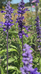 Salvia Victoria Blue