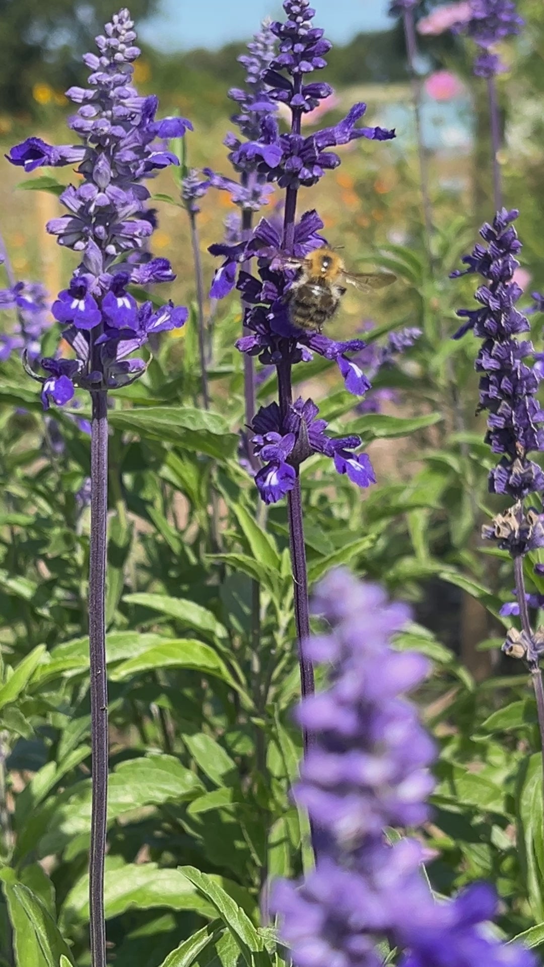 Salvia Victoria Blue