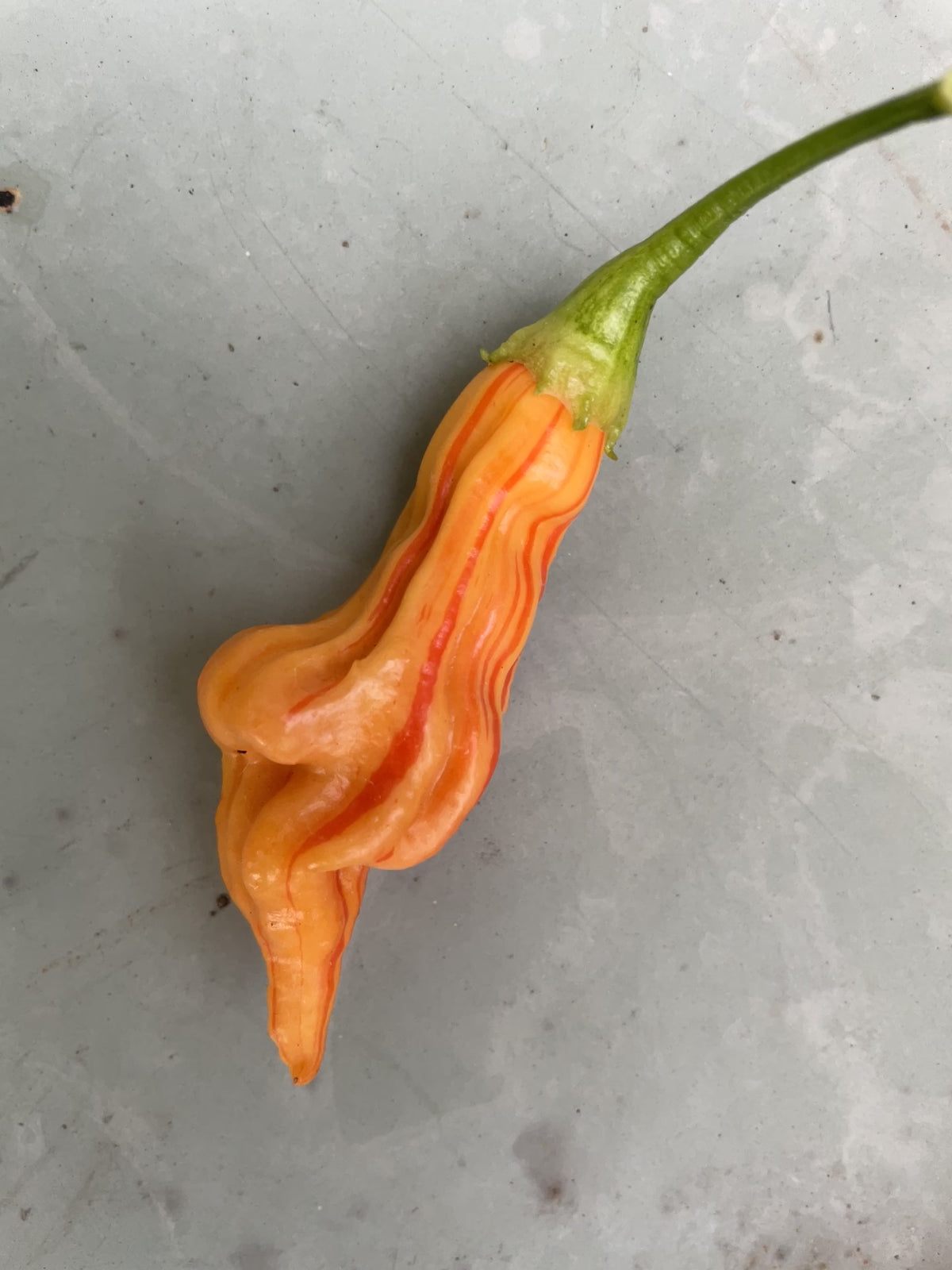 Sugar Rush Peach Stripey Chilli