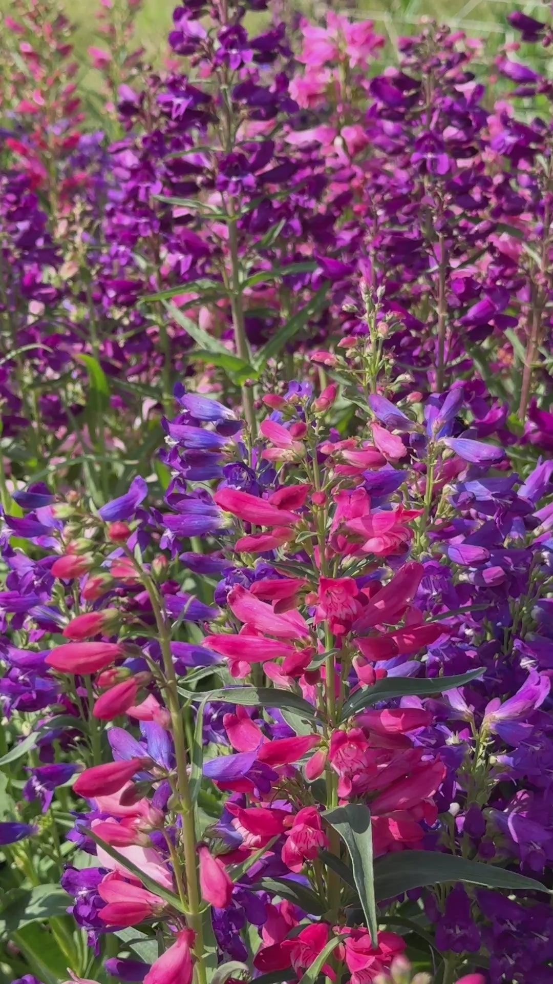 Penstemon Cambridge Mix