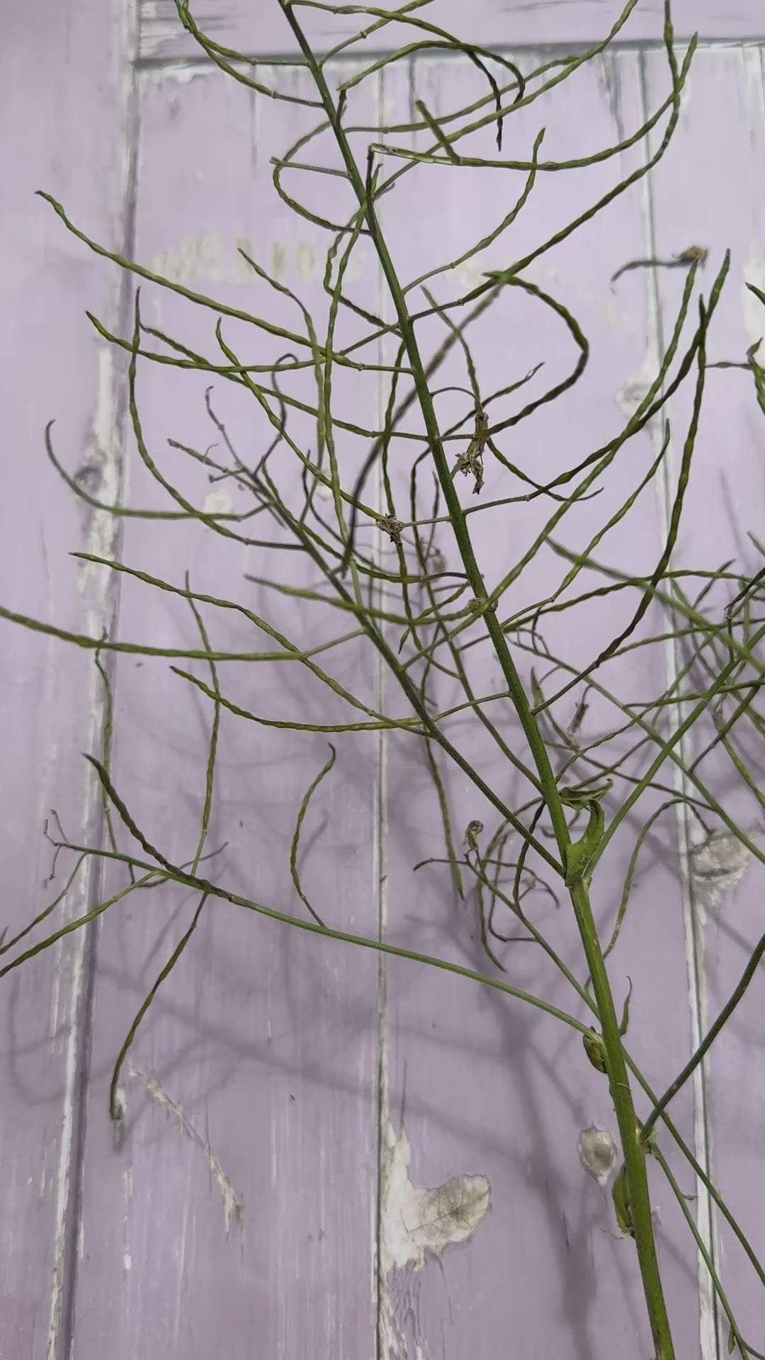 Hesperis (Sweet Rocket) Dried