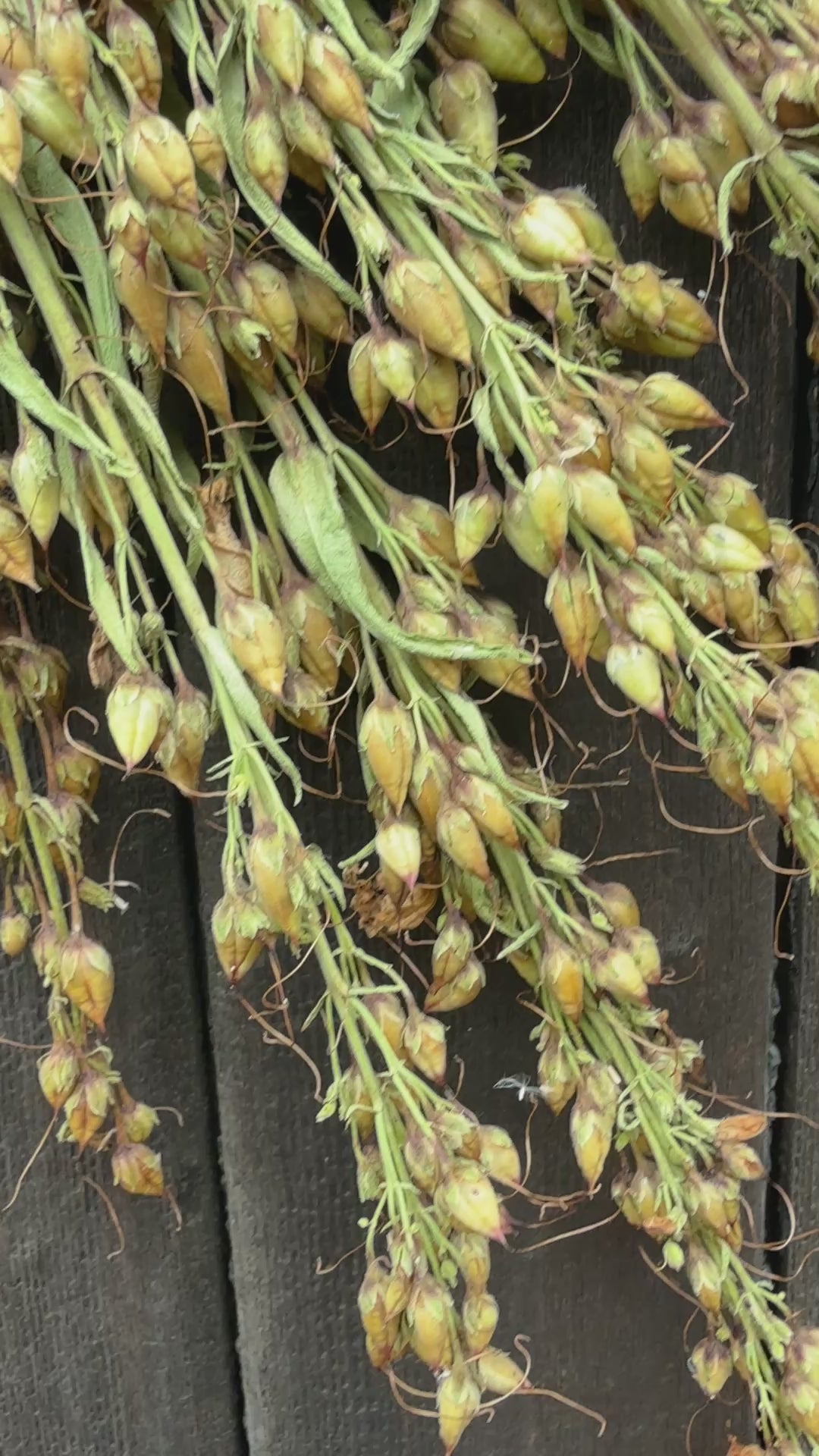 Penstemon Dried