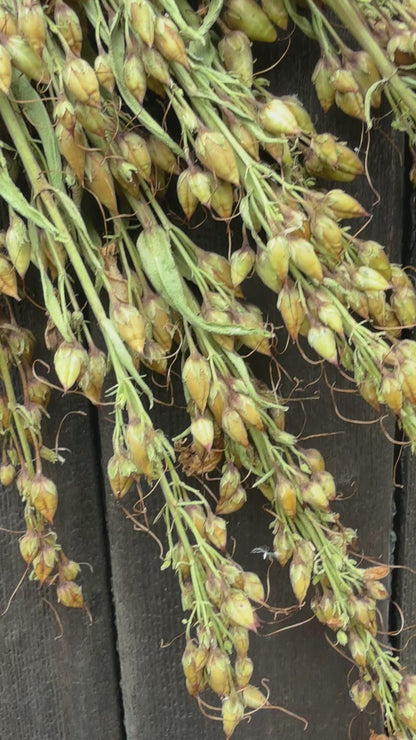 Penstemon Dried