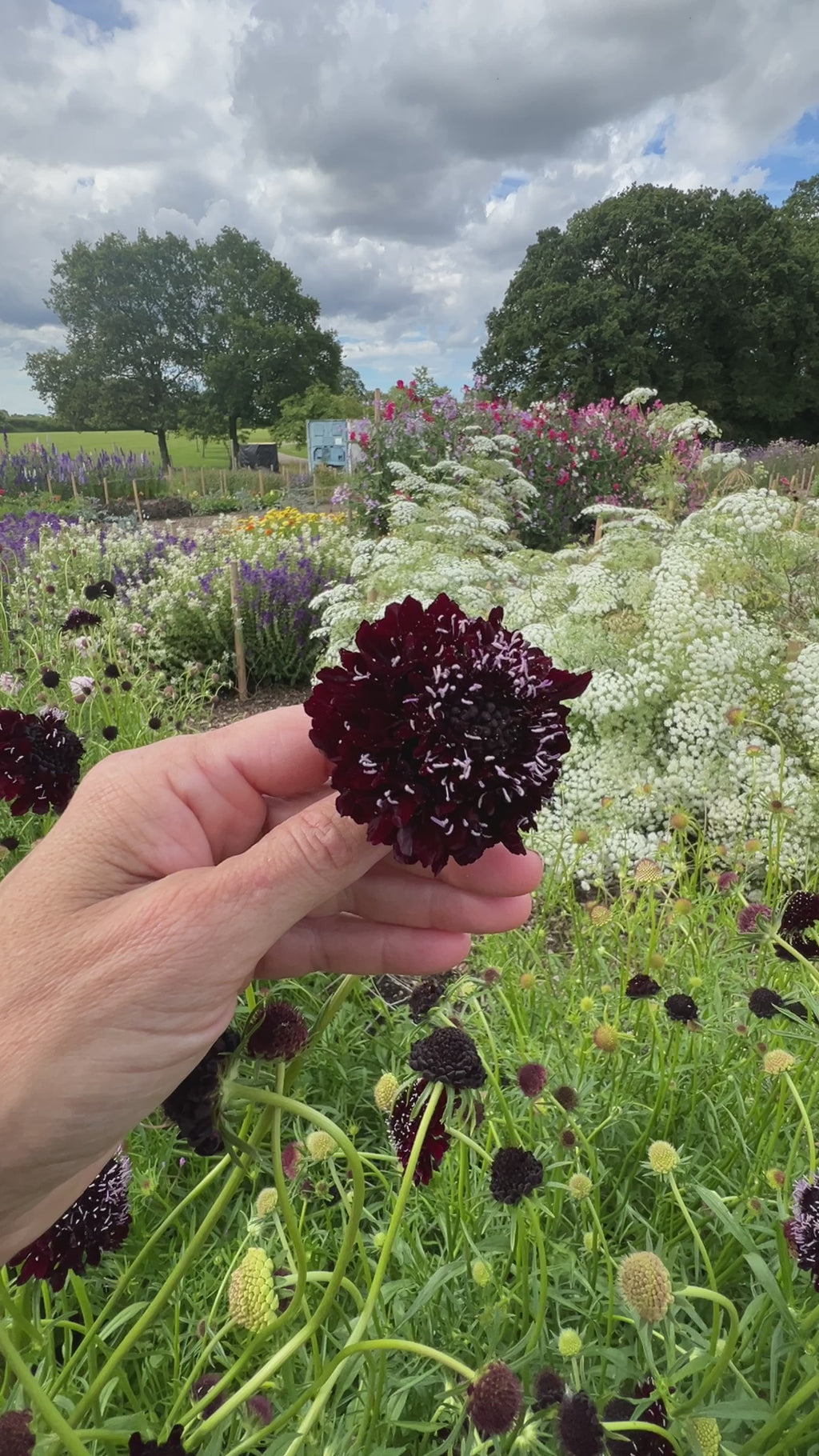 Scabious Black Knight