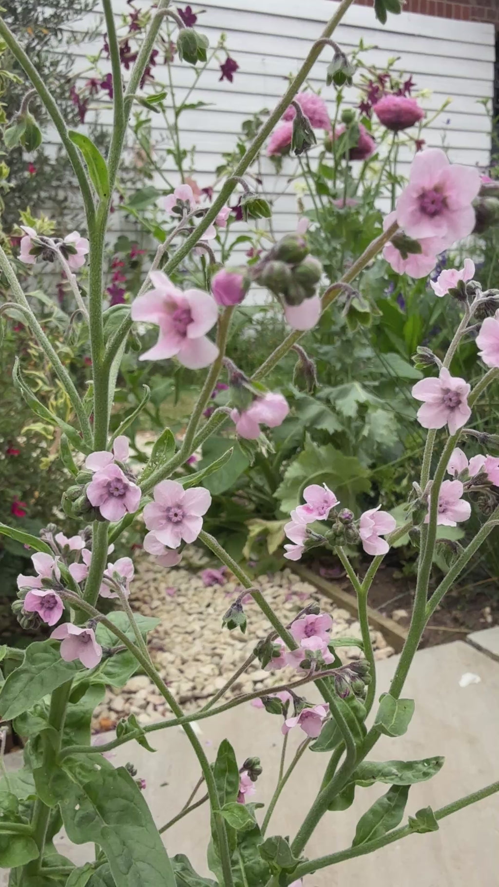 Cynoglossum Mystery Rose
