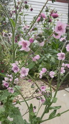 Cynoglossum Mystery Rose