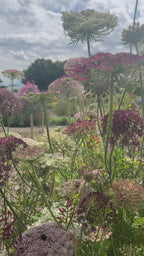 Daucus Carota Dara