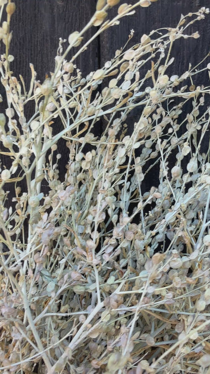 Lepidium sativum Dried