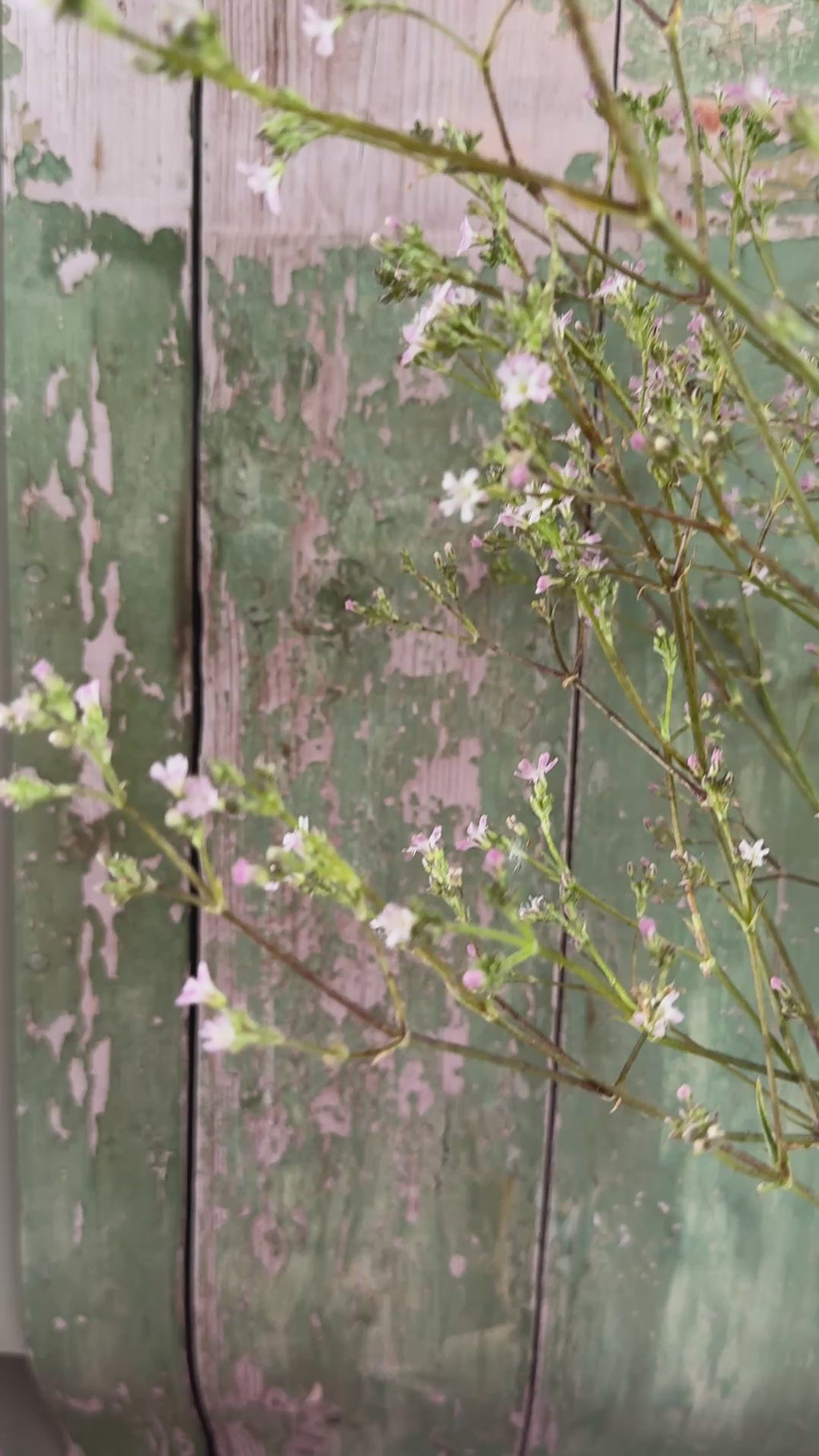 Gypsophila Pink