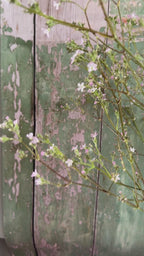 Gypsophila Pink