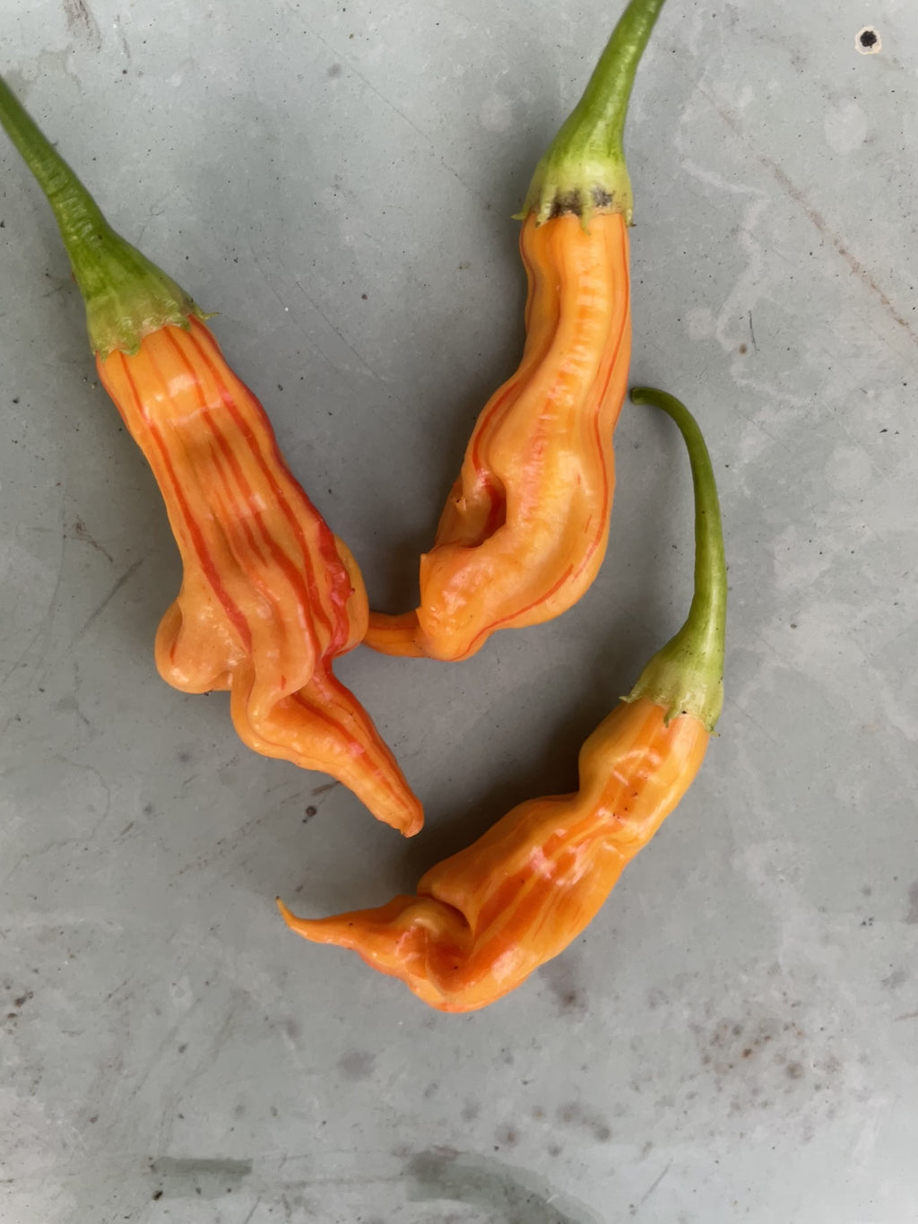 Sugar Rush Peach Stripey Chilli