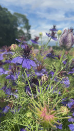 Nigella hispanica