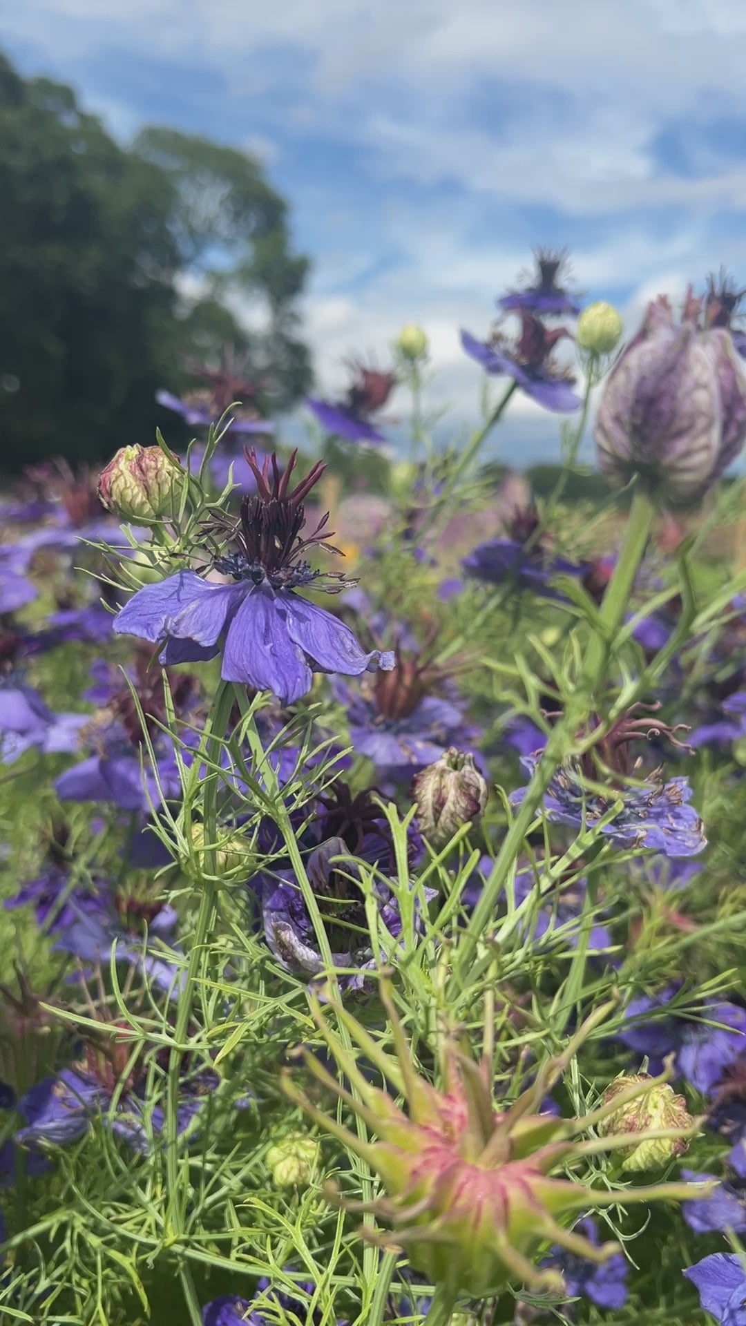 Nigella Hispanica