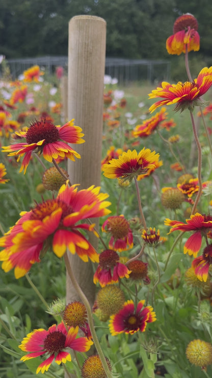 Gaillardia Aristata Bicolour Goblin