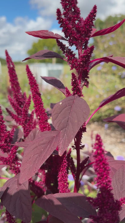 Amaranthus Red (Love-Lies-Bleeding)