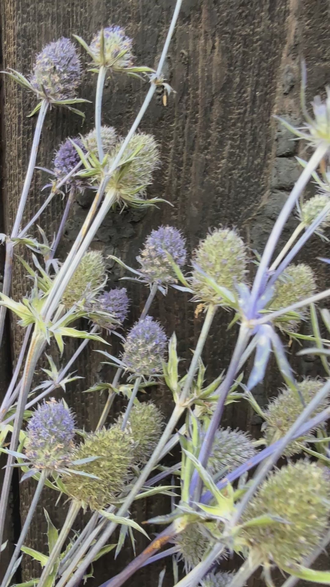 Erygnium (Sea Holly) Dried