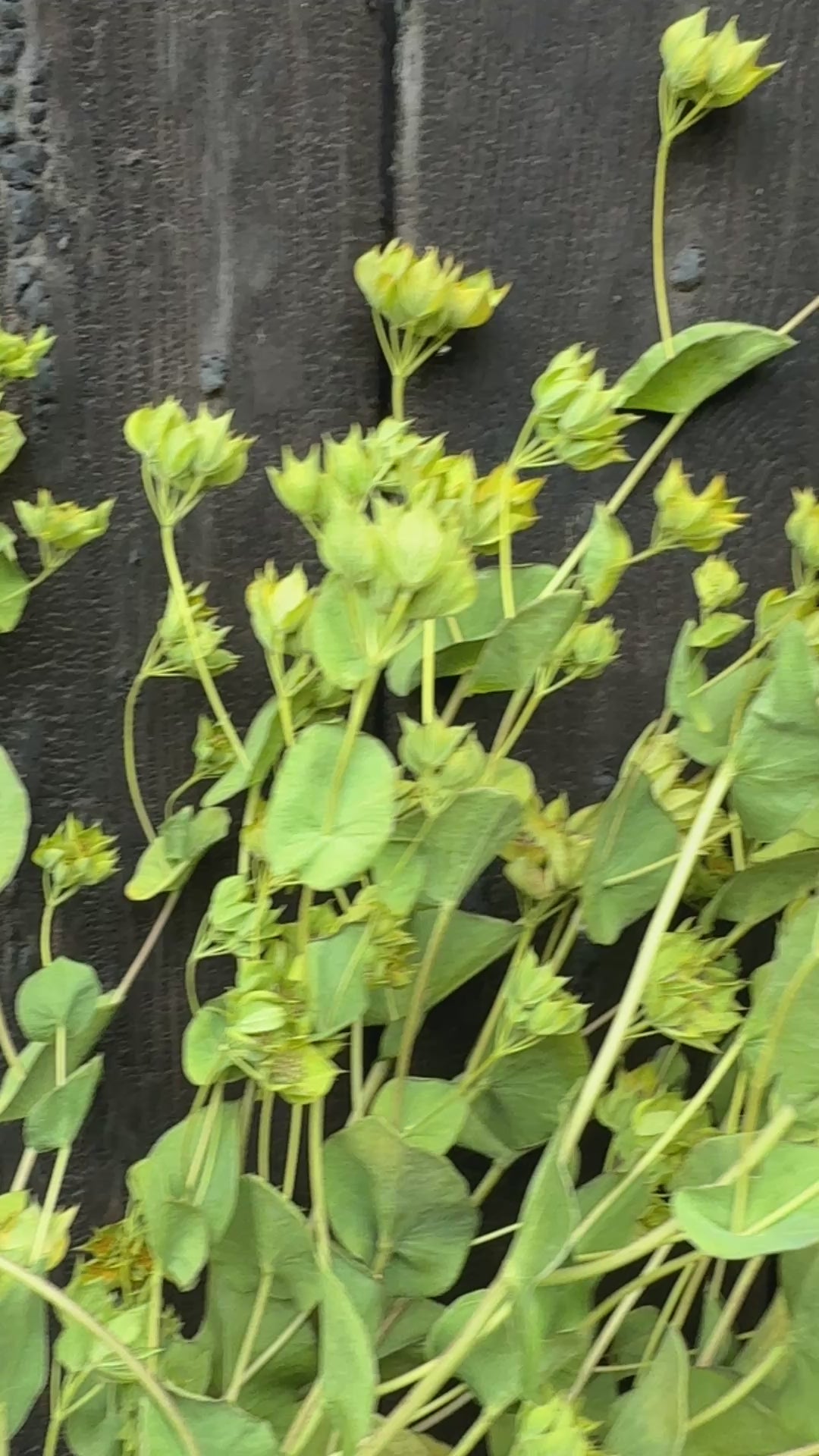 Bupleurum Griffiti Dried