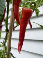 Cyklon Chilli