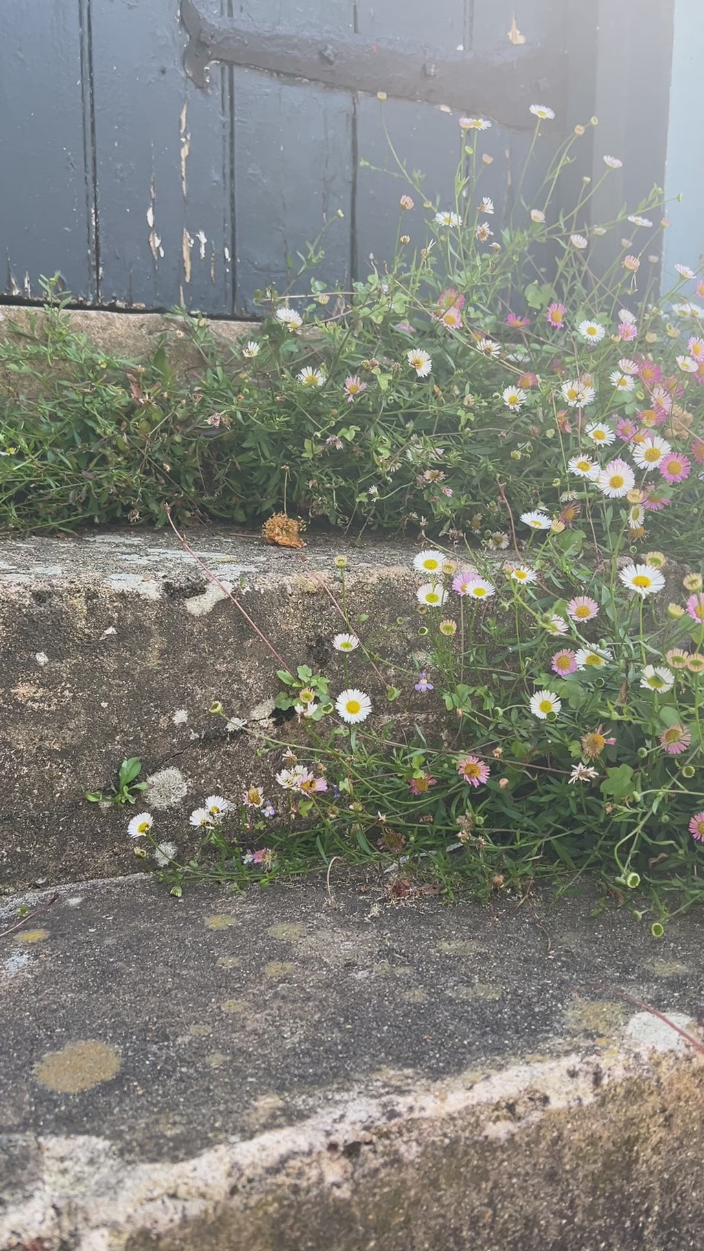 Erigeron karvinskianus Profusion