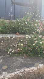 Erigeron karvinskianus Profusion
