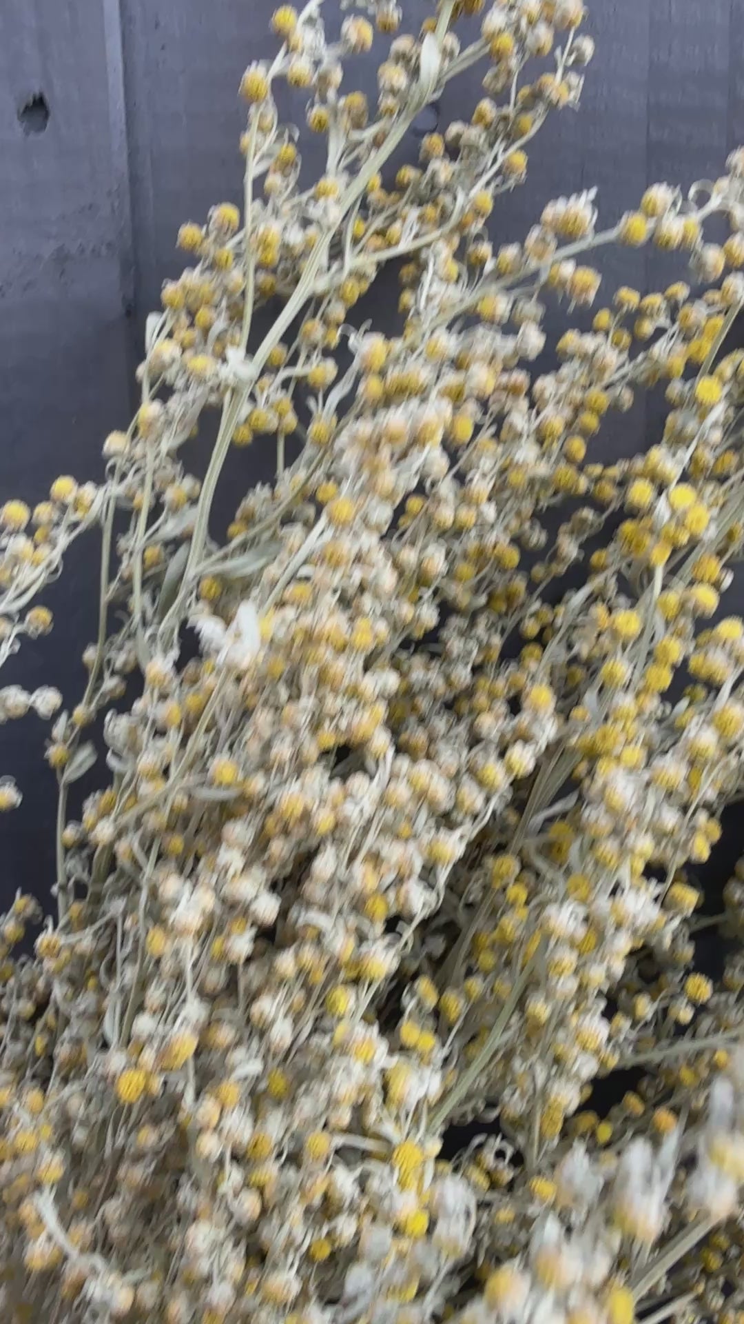Artemisia Dried