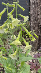 Nicotiana Starlight Dancer