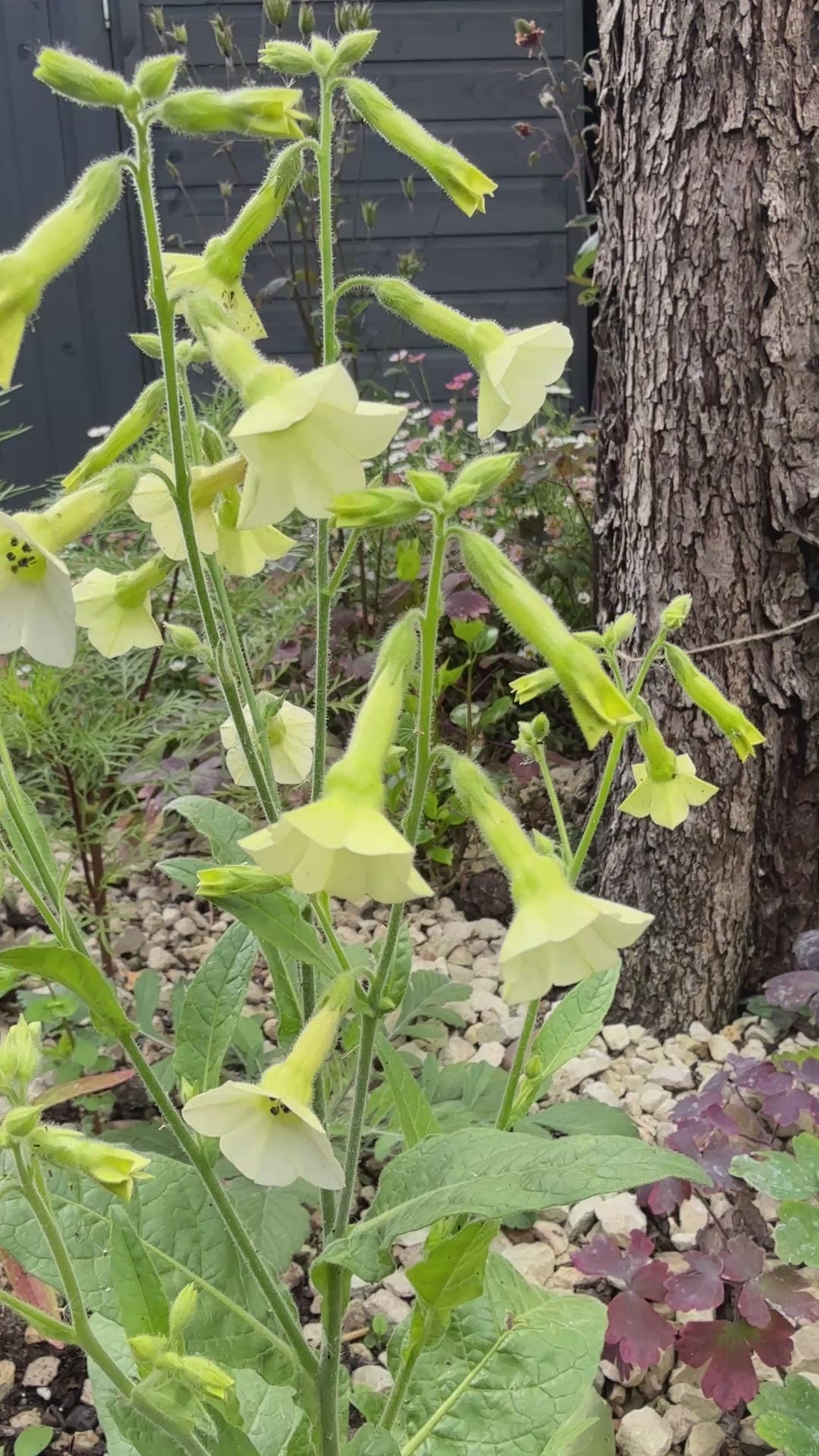 Nicotiana Starlight Dancer