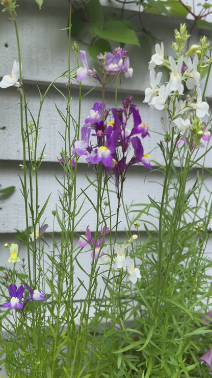 Linaria Toadflax Fairy Bouquet Mix