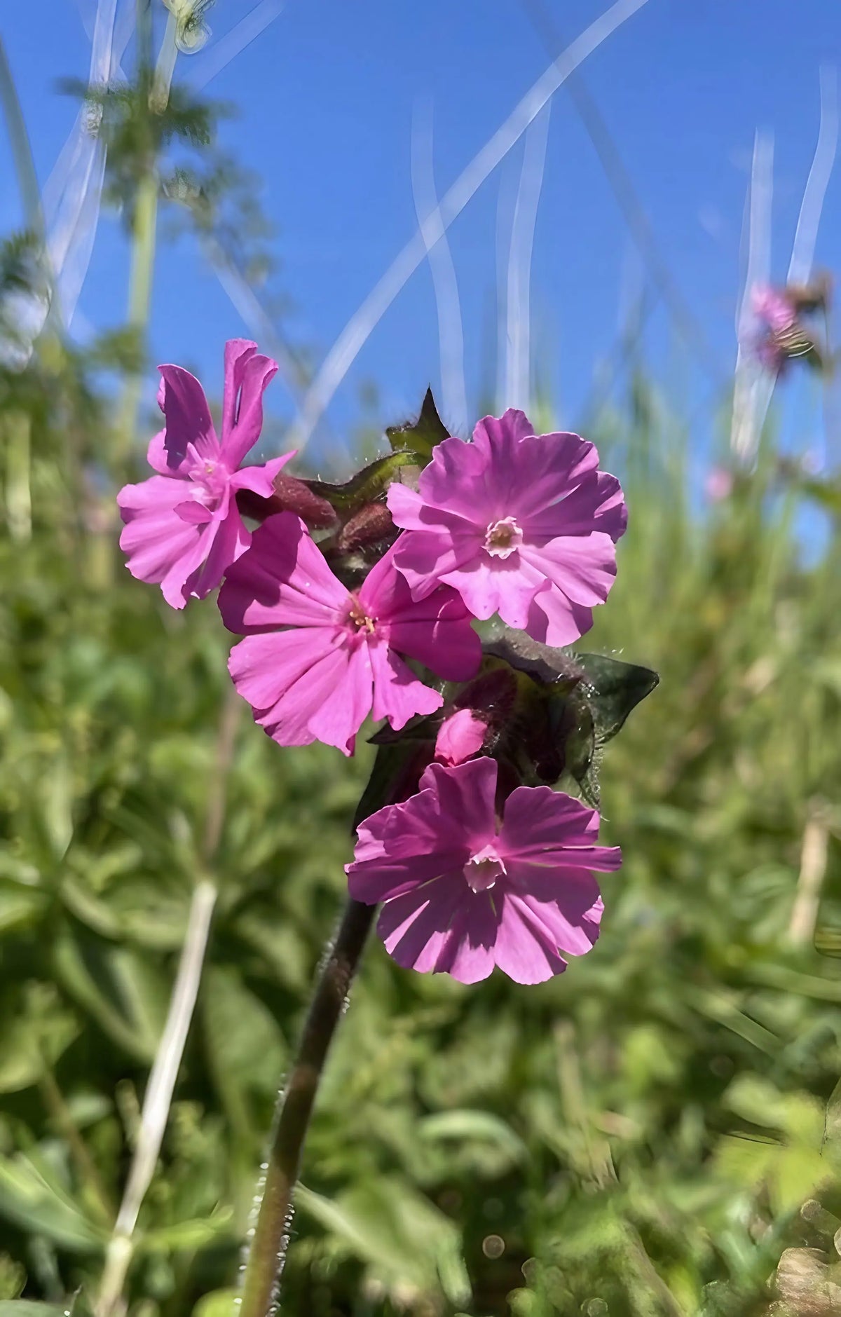 Pink Red Campion petals against green foliage and a clear blue sky