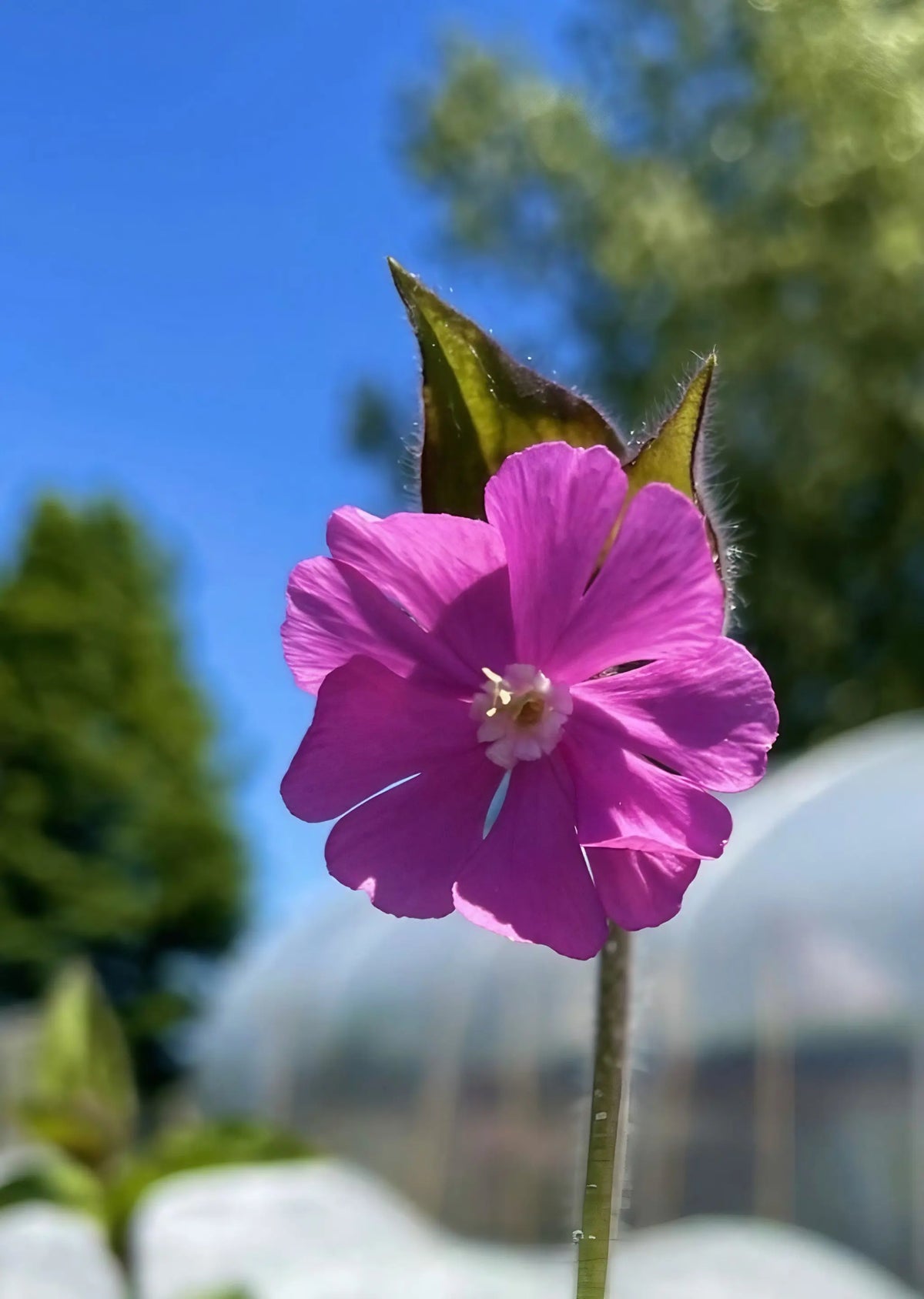 Single Red Campion flower with five pink petals against trees and blue sky