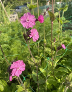 Red Campion pink blooms growing through support netting in a sunny garden
