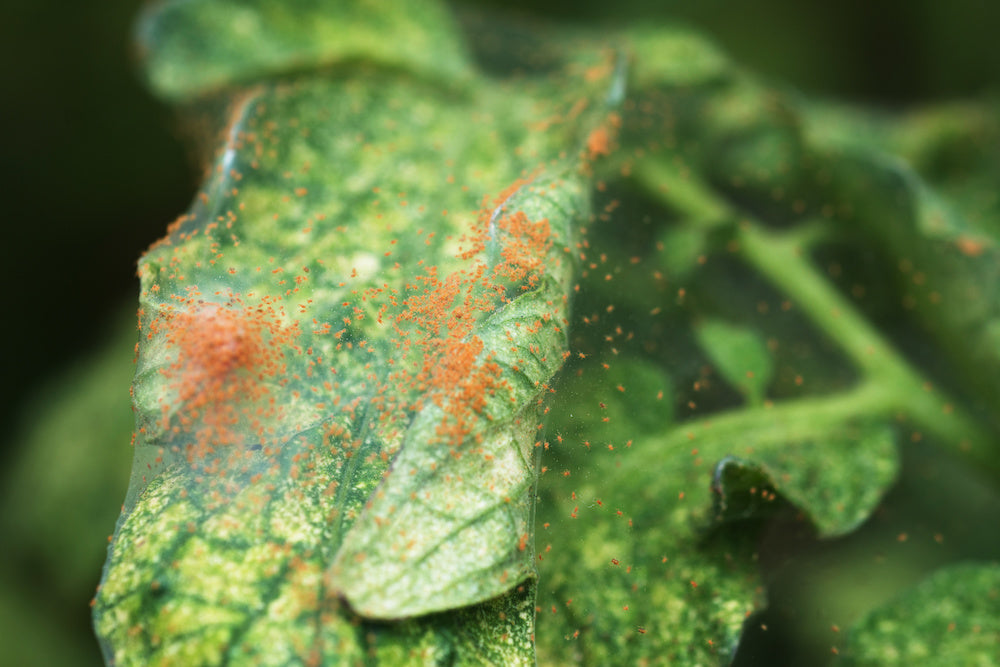 Red Spider Mite Killer – cluster of orange-red spider mites on a damaged leaf