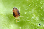 Red Spider Mite Killer – tiny orange mite on a green leaf, magnified