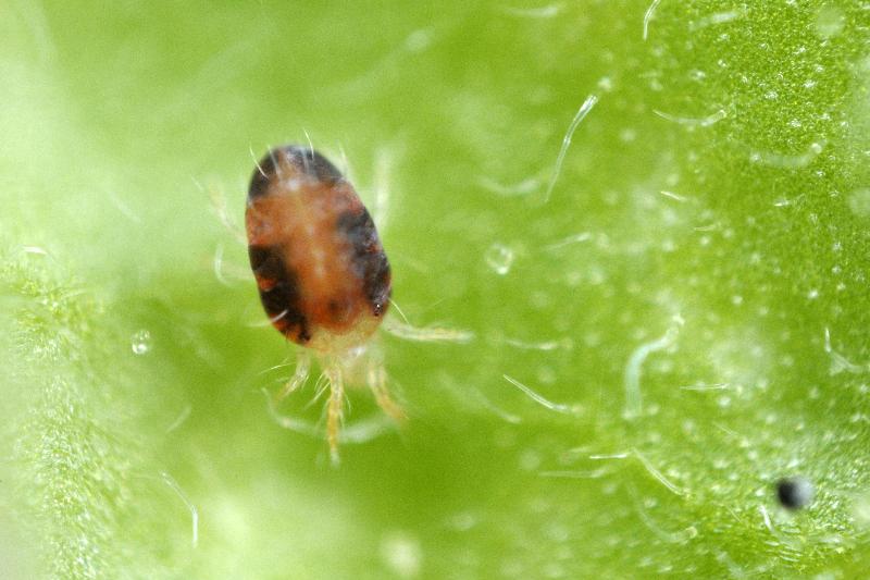 Red Spider Mite Killer – tiny orange mite on a green leaf, magnified