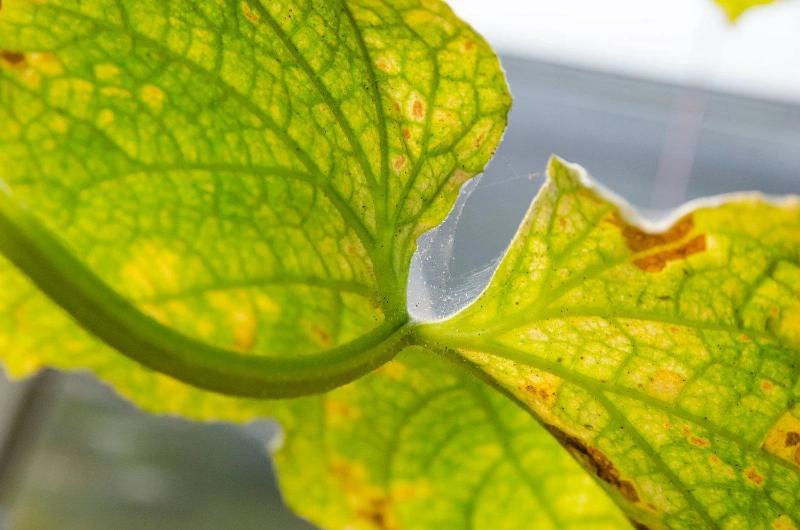 Red Spider Mite Killer – yellow speckled leaves showing red spider mite damage