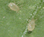 Red Spider Mite Slow Release Sachets – two tiny translucent Amblyseius andersoni mites on a leaf