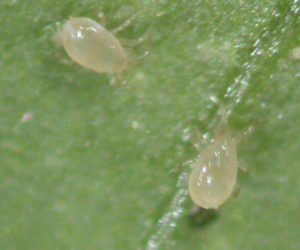 Red Spider Mite Slow Release Sachets – two tiny translucent Amblyseius andersoni mites on a leaf