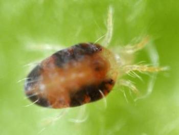 Red Spider Mite Sachets – magnified Amblyseius andersoni mite with a brown body on green