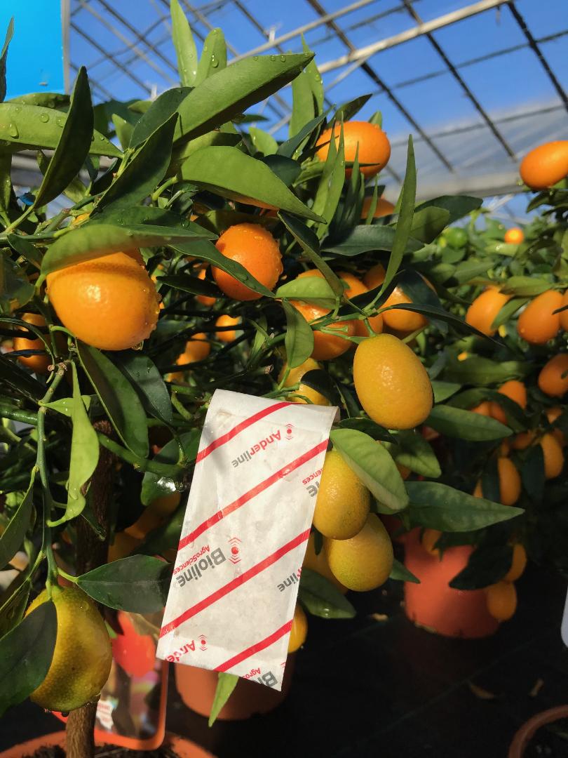 Red Spider Mite Slow Release Sachet hanging in a kumquat tree in a greenhouse