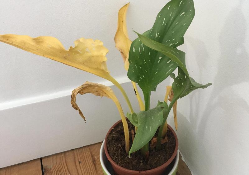 Red Spider Mite Sachets – potted plant with some yellowing, wilted leaves