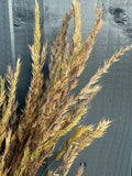 A close-up of Reed Grass Dried by Bishy Barnabees Cottage Garden Ltd fans out against a dark gray wooden fence, bringing earthy, boho decor tones that beautifully contrast the textured wood.